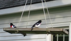 First Red-breasted Grosbeaks by Terry Bascom