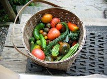 Harvest Basket