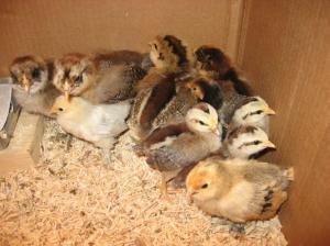 Bantam and auracana chicks. Photo by Naomi Moyer 