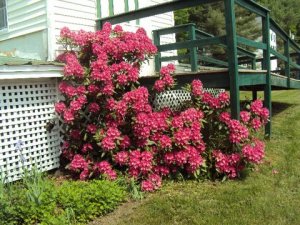 Photo by Kathy Lynds