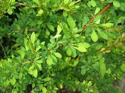 japanese_barberry_close