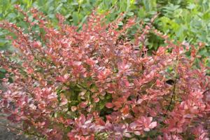 JapaneseBarberry