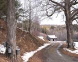Tapped Maple Trees