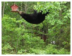 Bear at Feeder