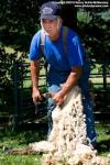 Sheep shearing demonstration at the Plymouth Old Home Day