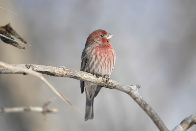 house-finch-winter-7957048Medium