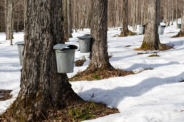 maple-trees-with-buckets