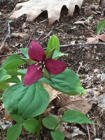 spring-in-rochester-vt